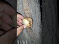 Excretion of Plant
