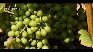 Planter Et Entretenir Une Vigne - Truffaut