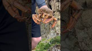 Spider Crab in a rock pool ? #beach #crabbing