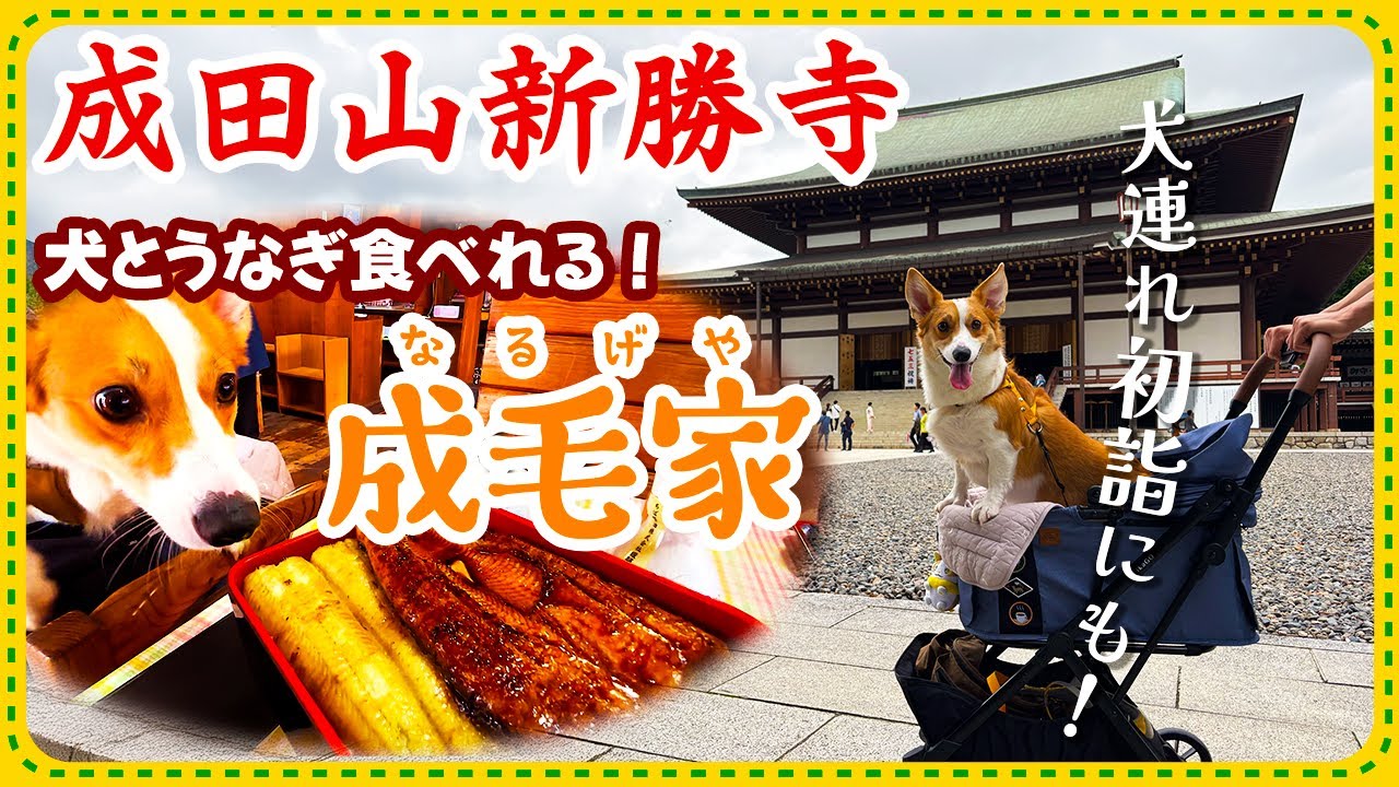 【犬連れ初詣にオススメ】成田山新勝寺&犬とウナギが食べれる成毛家が美味しすぎた...!
