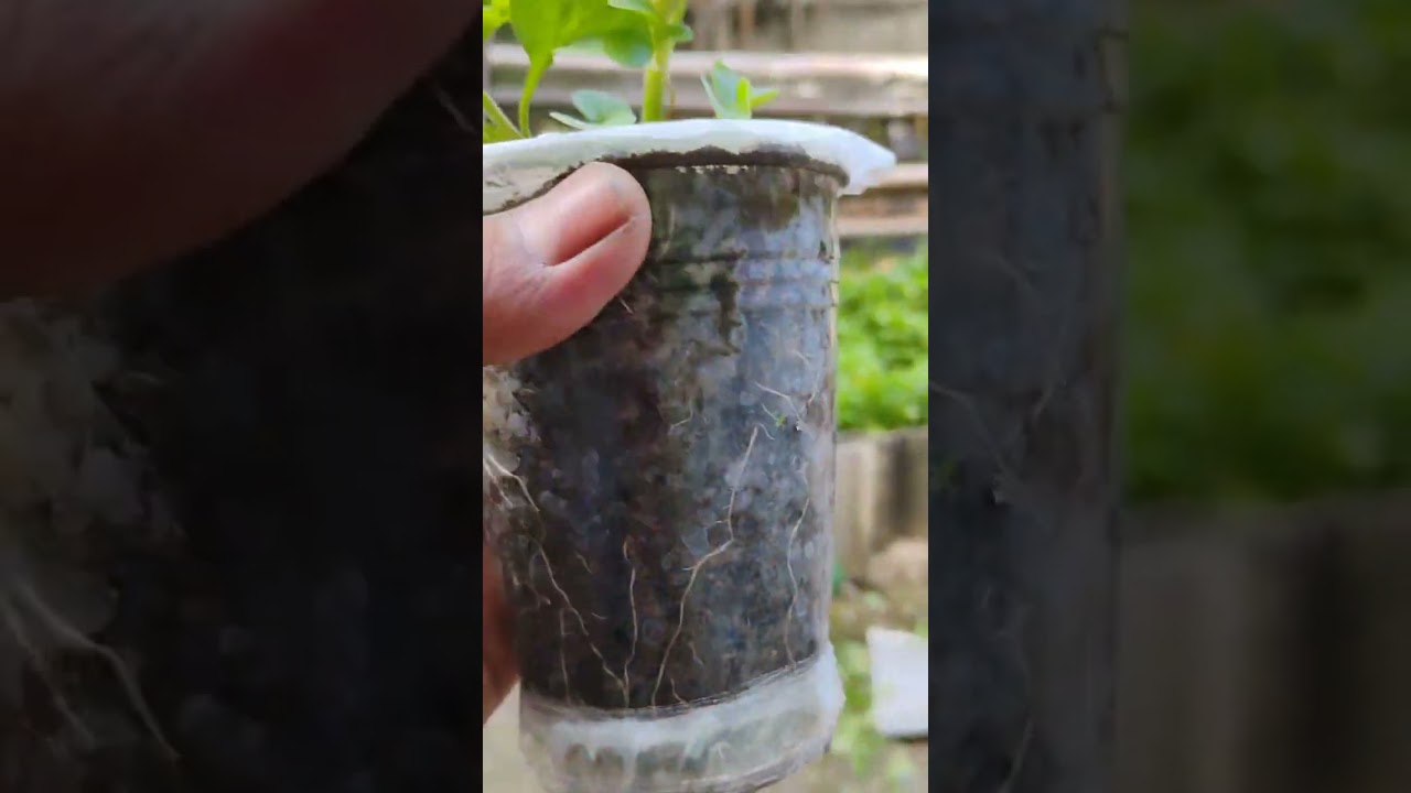 Perfect for lazy plant enthusiasts - semi-hydroponics or capillary systems. 