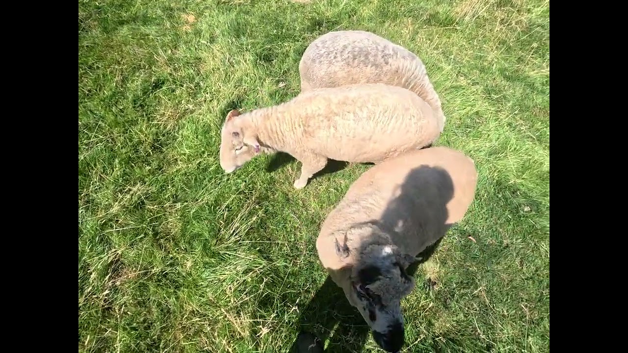 Morning Sheep Time 16 Jul 2026 - YouTube