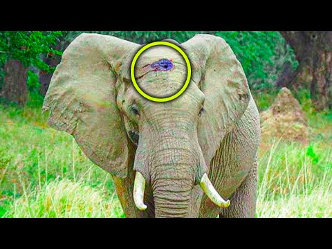 Video: Interessante fakta om elefanter. Hvor lenge lever en elefant i naturen