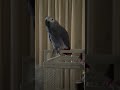 アレクサで掃除させるヨウムのヒトちゃん