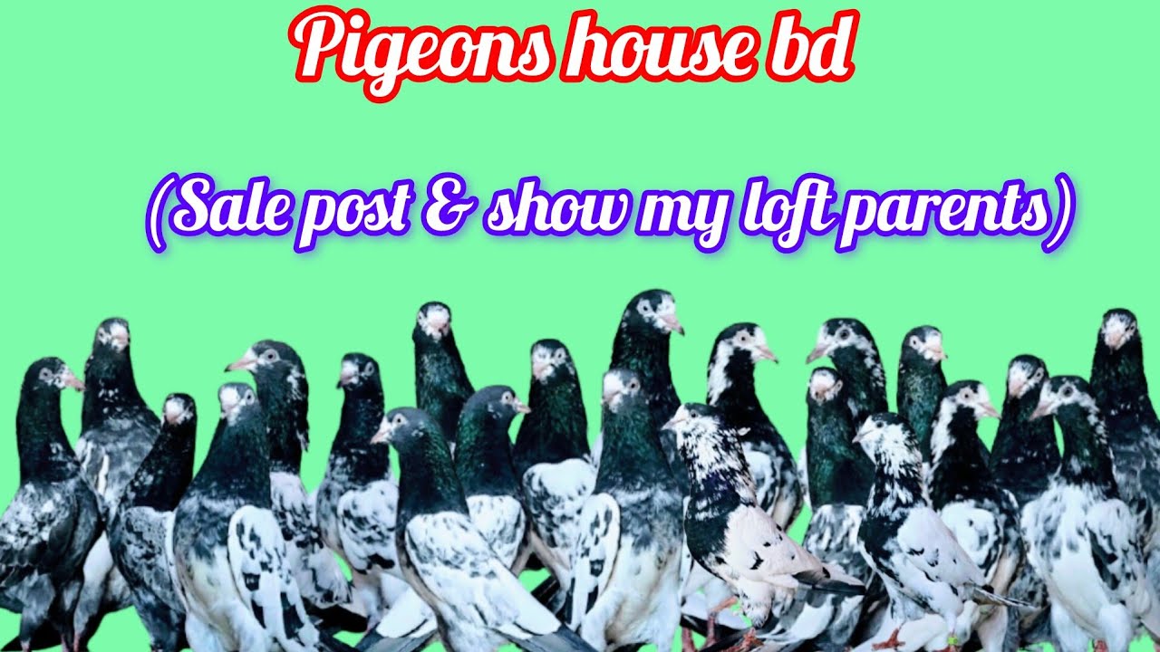 #oman teddy#128 teddy#Prince kamagar#Aliwla 35#ktm reddy   ক্রয় করুন, 