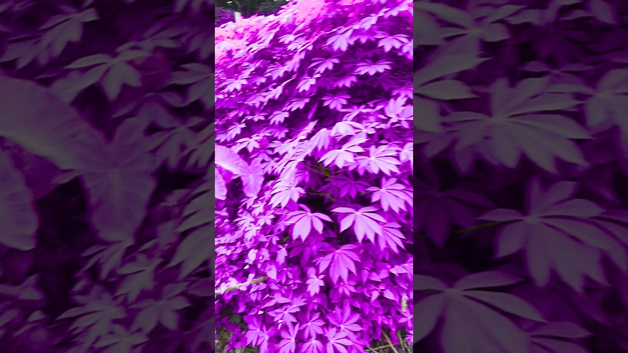 was in all purple leaves 