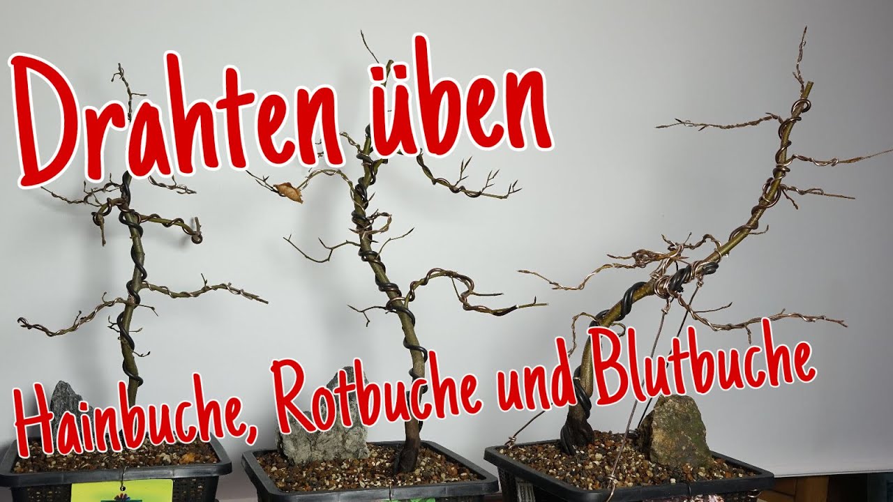 Drahtübung an Buchen -Erstgestaltung Pre-Bonsai 2023/08