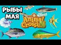 Все рыбы Мая в игре Animal Crossing: New Horizons (3+)