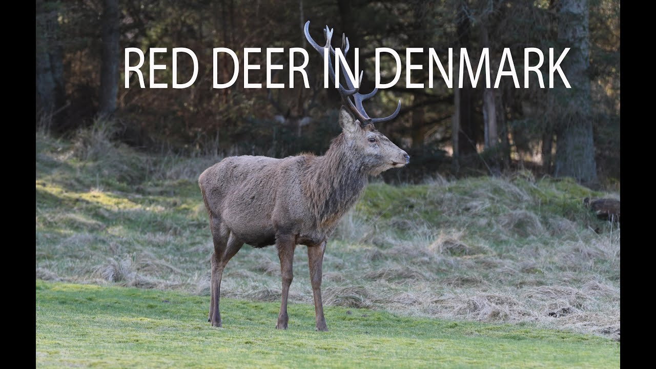 Naturfilm fra Danmark om Kronvildt - Red Deer