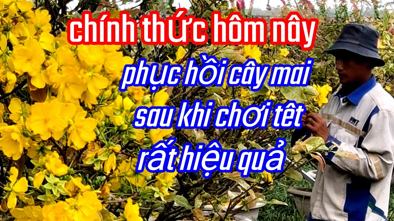 8/1/AL Chinh thức Hôm nay phục hồi lai cây mai chơi tết 