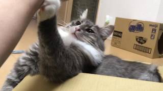 攻撃をしかける猫 ノルウェージャンフォレストキャット Cats attack. Norwegian Forest Ca