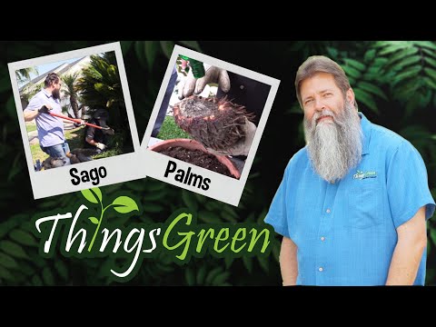 Video: Apsinuodijimas šunimis „Sago Palm“šunimis Toksiški Augalai šunims Sago Delnai Ir šunys