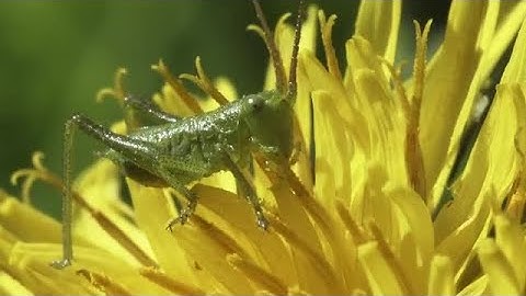 Grasshopper On A Flower Stock Video