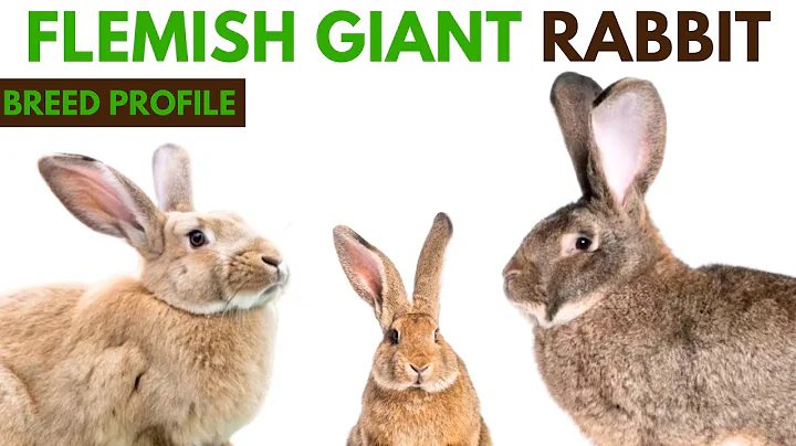 Flemish Giant Rabbit: The Gentle Giant | Traits, Care, Lifespan & More
