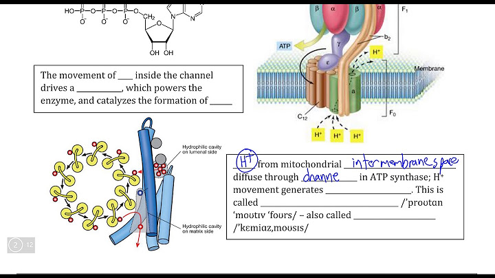 The movement of protons through ATP synthase occurs from the