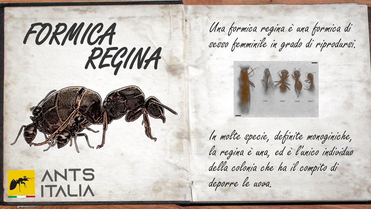LA FORMICA REGINA - Le Fondamenta di un Regno - YouTube