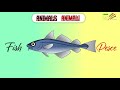 LEARN ANIMALS IN ITALIAN | Learn the Italian vocabulary | Alphabets in the Italian Language