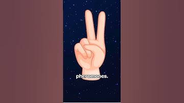 How Ants Use Pheromones to Communicate and Navigate