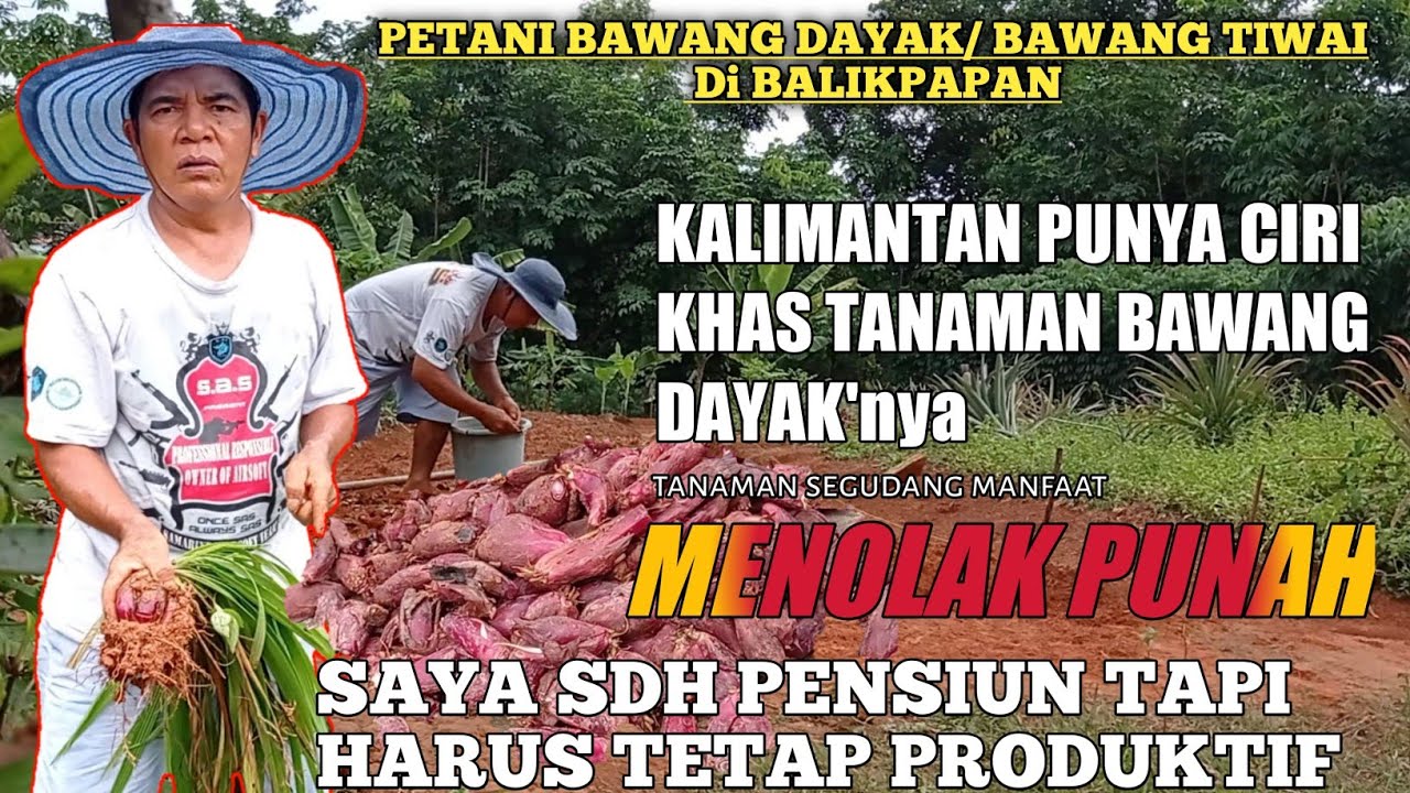 Petani bawang Dayak atau Bawang Tiwai di Kota Balikpapan 
