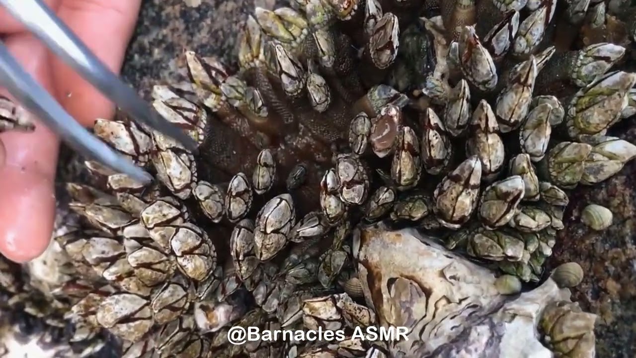 Barnacle ASMR - My daily work at sea (episode 103 )