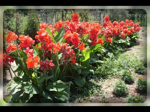 Vídeo: Març: Plantació De Llavors Florals Per A Plàntules