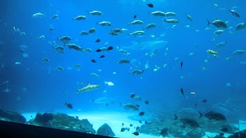 Atlanta GA Aquarium Whale Shark x 3 Swimming Georgia