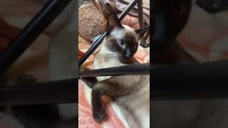 Suchi siamese cat so lovely #shorts by Suchi-Cat 34 views 2 years ago 1 minute, 8 seconds