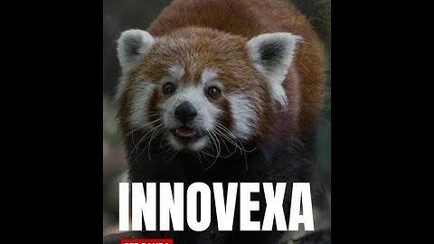 Amazing Facts About Red Pandas You Didn