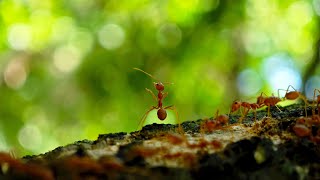 How to create Ecological macro photography by phone