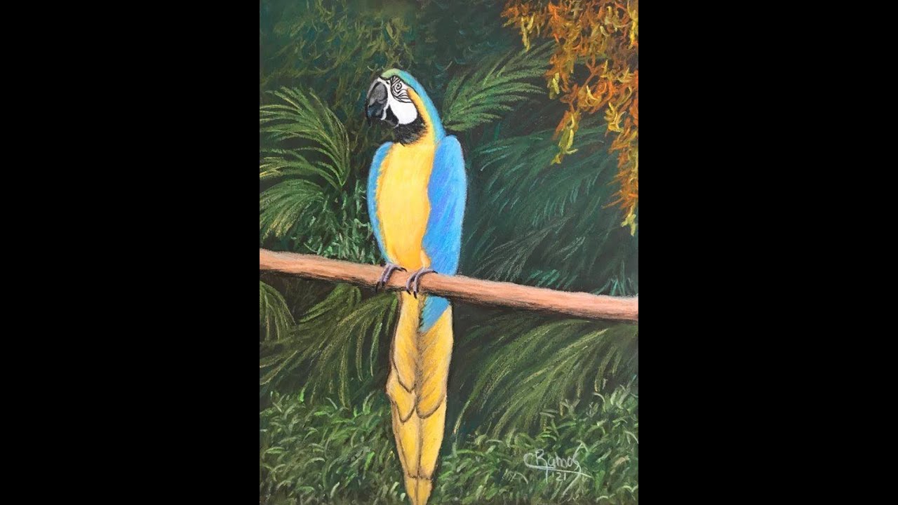 GUACAMAYO AMARILLO - TIZAS PASTEL