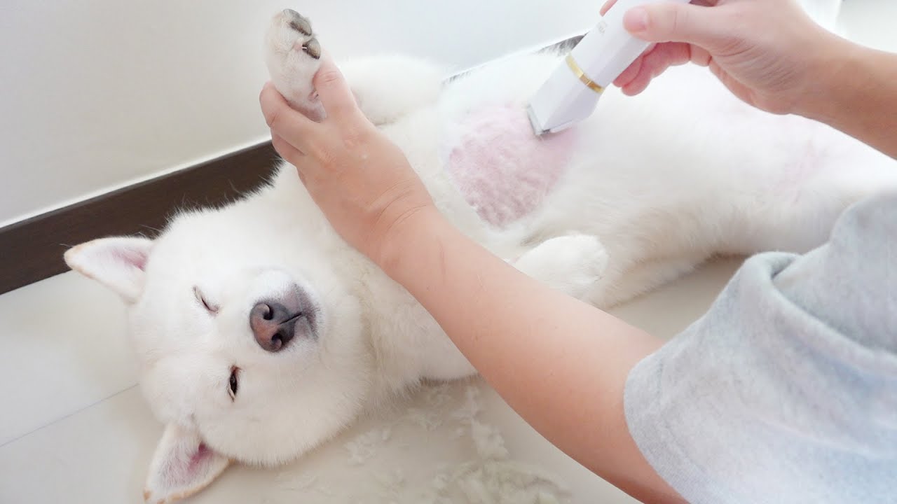 강아지 털을 밀어버렸습니다.. (여우야 미안해...ㅠㅠ)