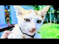 Mintu🐈 is live