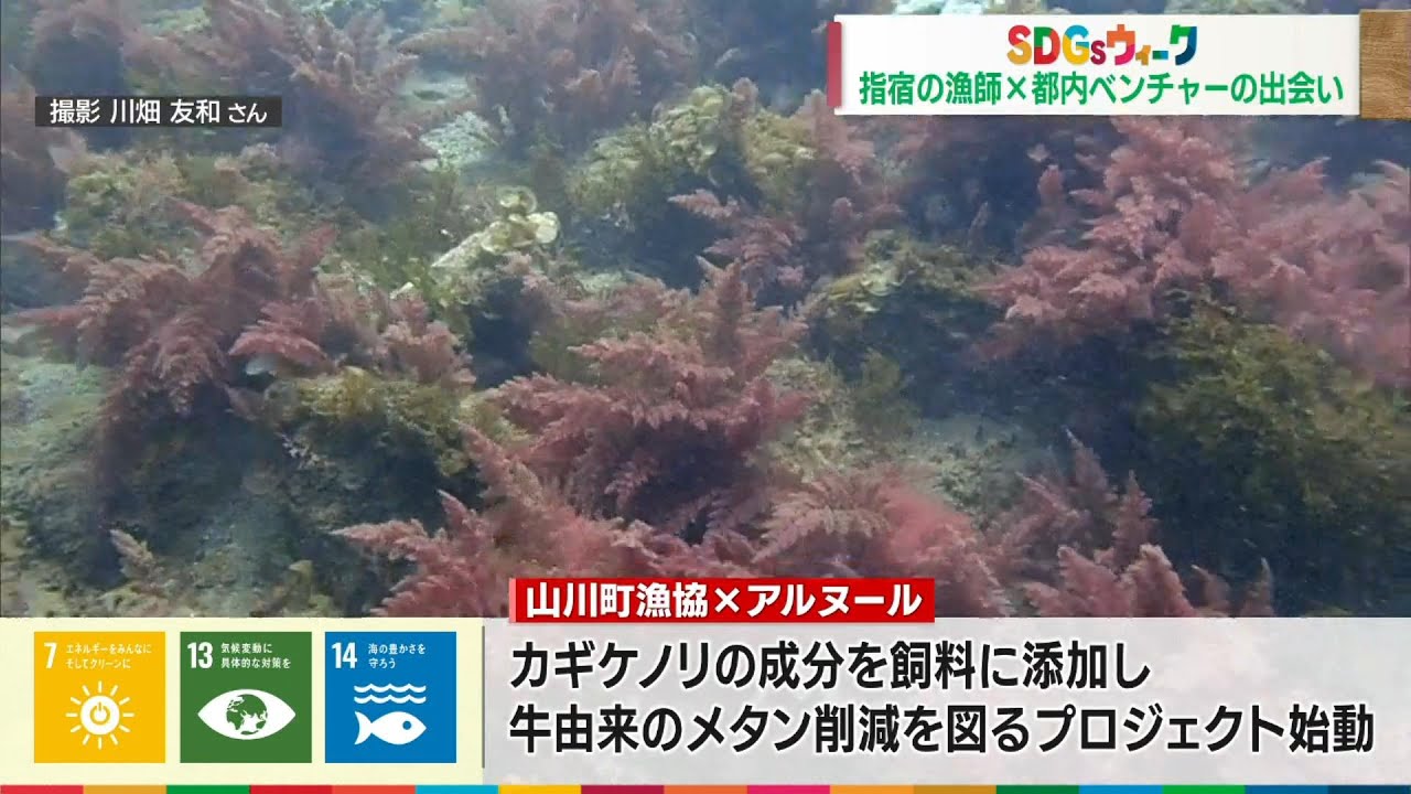 【SDGsウィーク】温暖化抑止へ 牛のげっぷに〇〇が効く!? Jチャン+特集(9月20日(水)放送)