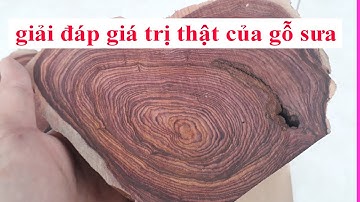 Giải đáp giá trị thật của gỗ sưa - cây sưa | trung quốc dùng làm gì