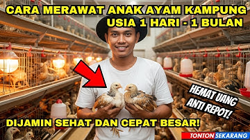 Cara Merawat Anak Ayam Kampung Usia 1 Hari sampai 1 Bulan Agar Cepat Besar - Ternak Ayam Kampung