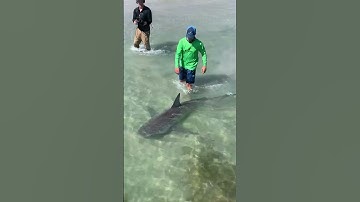 Thumbnail of Walking my Pet Shark #Shorts