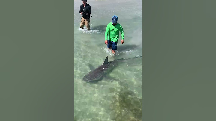 Walking my Pet Shark #Shorts