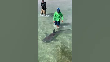 Walking My Pet Shark Shorts 