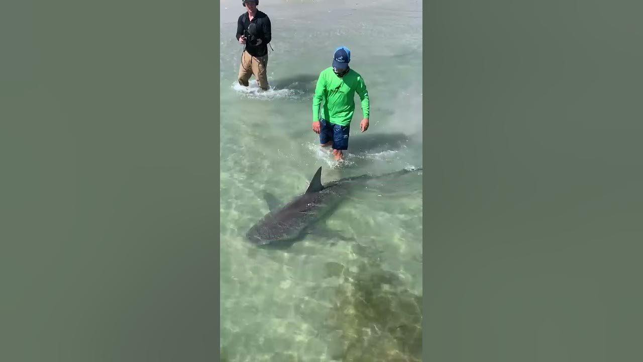 Walking my Pet Shark #Shorts Walking my Pet Shark #Shorts