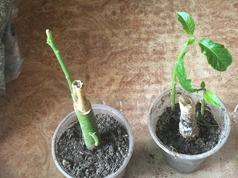 Видео: Грижи за болести Brugmansia - Лечение на болни растения Brugmansia