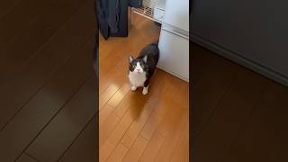 めっちゃ見てくるやん