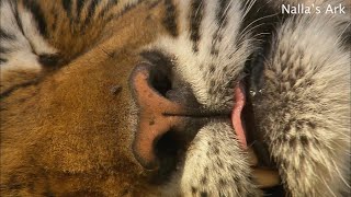 Machli World's Most Famous Tiger | Ranthambore, India | Nallamuthu