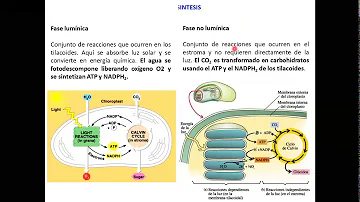 ¿Qué función tiene la membrana interna del cloroplasto?