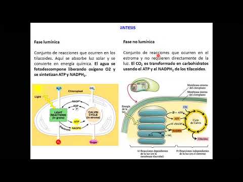 Vídeo: Genomas Completos De Cloroplastos De Las Seis Especies De Hosta Que Se Producen En Corea: Estructuras Moleculares, Análisis Comparativos Y Filogenéticos