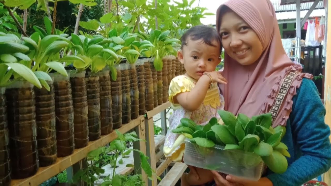 Cara Dan Perawatan Tanam Sawi Pakcoy Di Botol Bekas Hingga Panen Menanam Sayuran Kebun Sayur Ide Berkebun