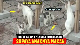 MASYAALLAH..! Induk Kucing Ini Terpaksa Mencuri Tahu Goreng Untuk Anaknya Supaya Tak Kelaparan