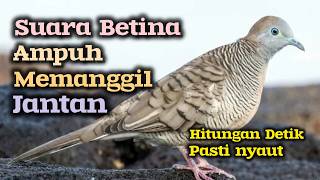 Pancingan perkutut betina memanggil jantan