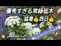 美しい常緑低木【ビバーナム】４種：猛暑も西日も全然平気