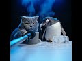 Katze interviewt Pinguin zum Heizkosten-Hype; er taut live als Energiespar-Tipp.