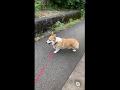 散歩からの帰り、ばーちゃんの帰りを待つコーギー陽菜ちゃん（Hina-chan）